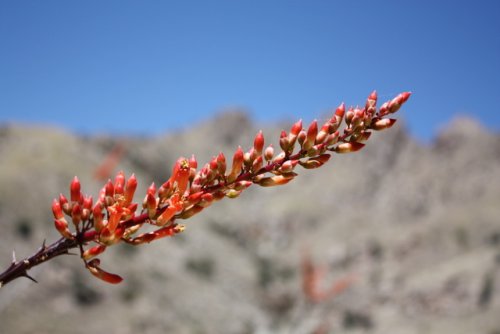 IMG_1011
